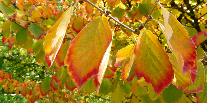 Fröhlicher Hingucker im Ufergarten und Arboretum: Herbstgefärbte Zaubernuss