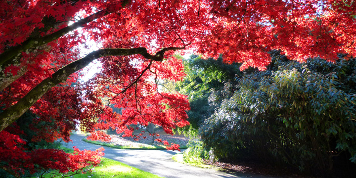 Ein Hauch von Japan-Garten, besonders in Kombination mit Bambus: Roter Fächerahorn